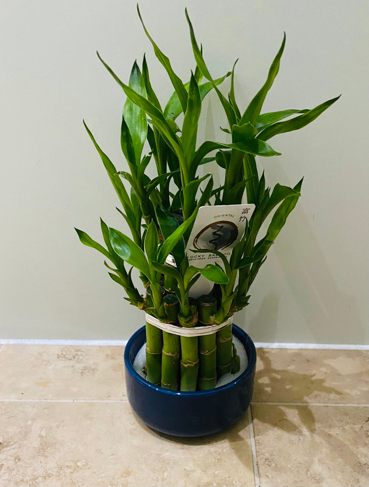 Dracaena Sanderiana Lucky Bamboo in a 9cm Cassandra's Plants