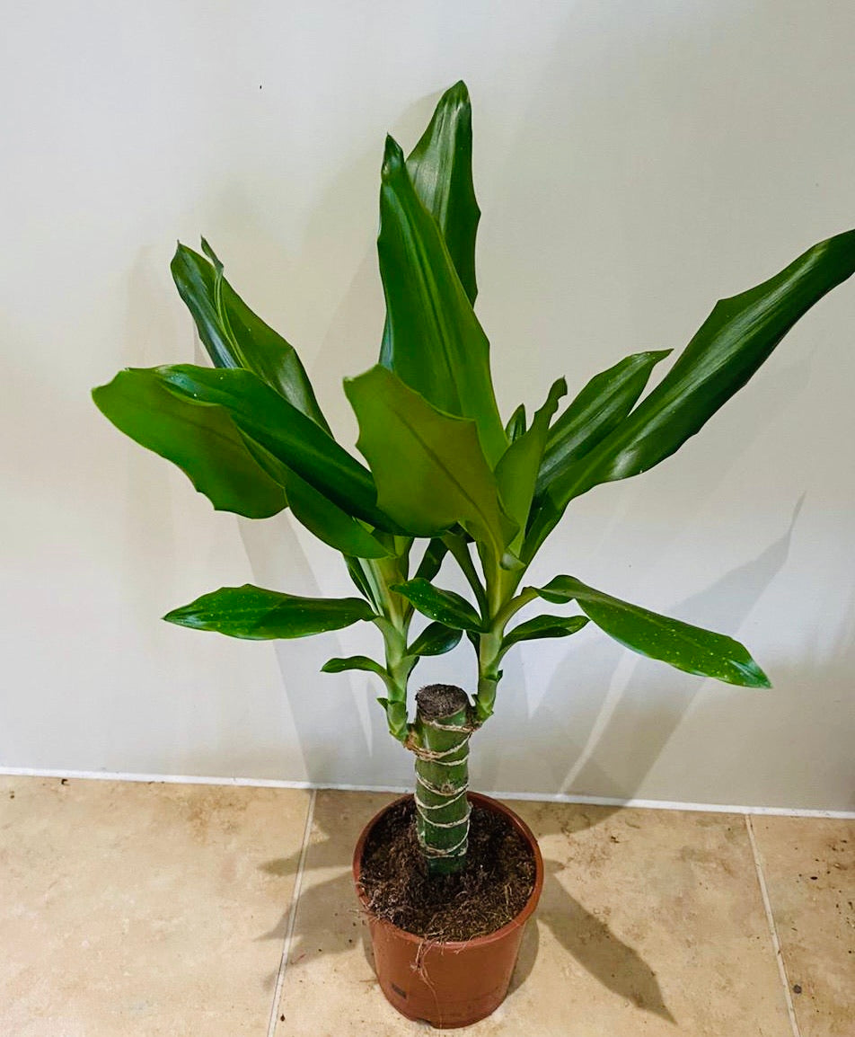 Dracaena Steudneri in a 11cm pot Cassandra's Plants