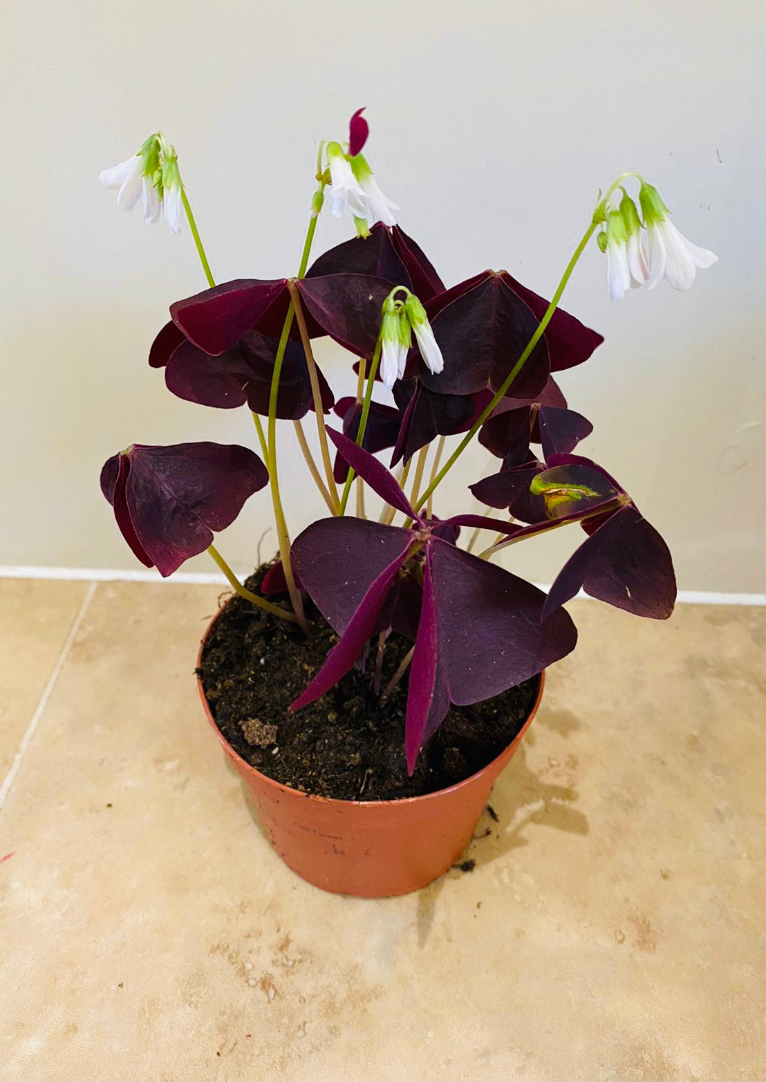 Oxalis Triangularis Purpurea in a 10.5cm pot Cassandra's Plants