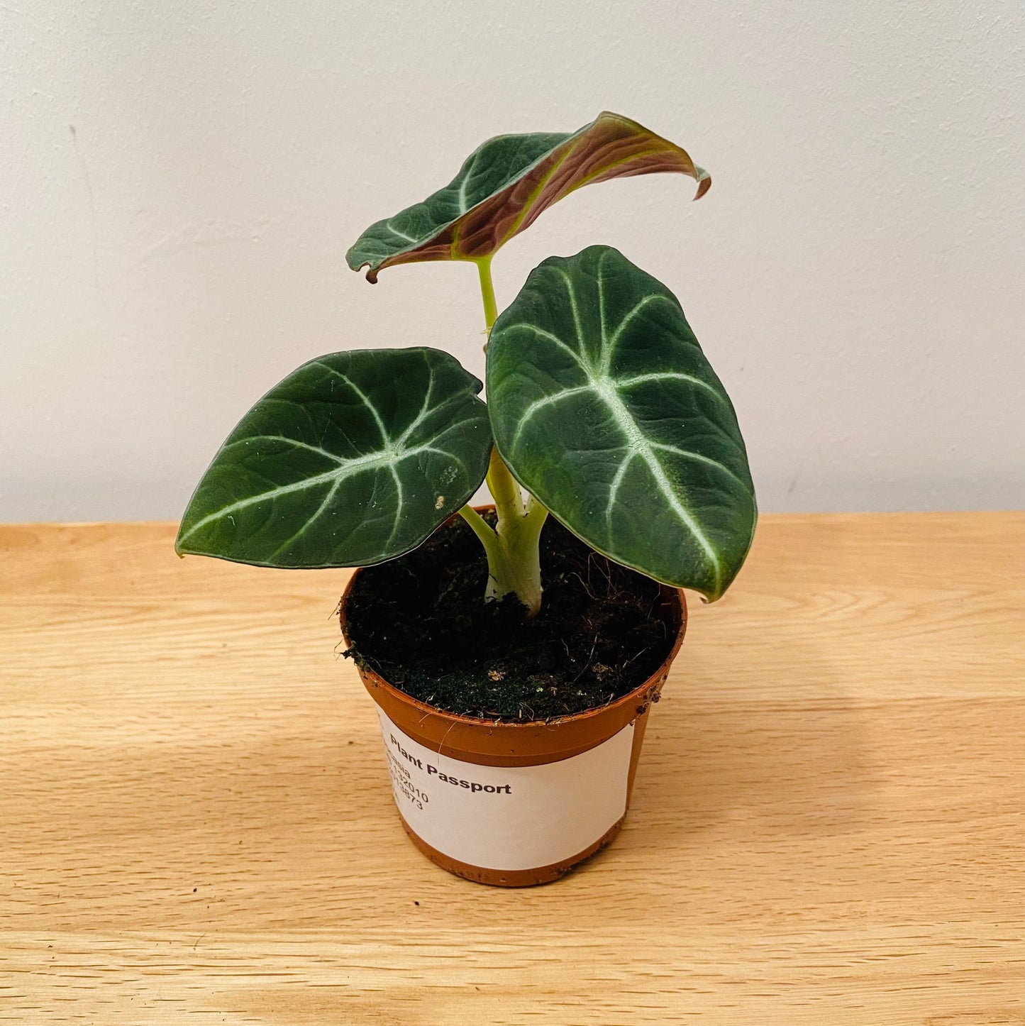 Alocasia Black Velvet 7cm Pot Cassandra's Plants