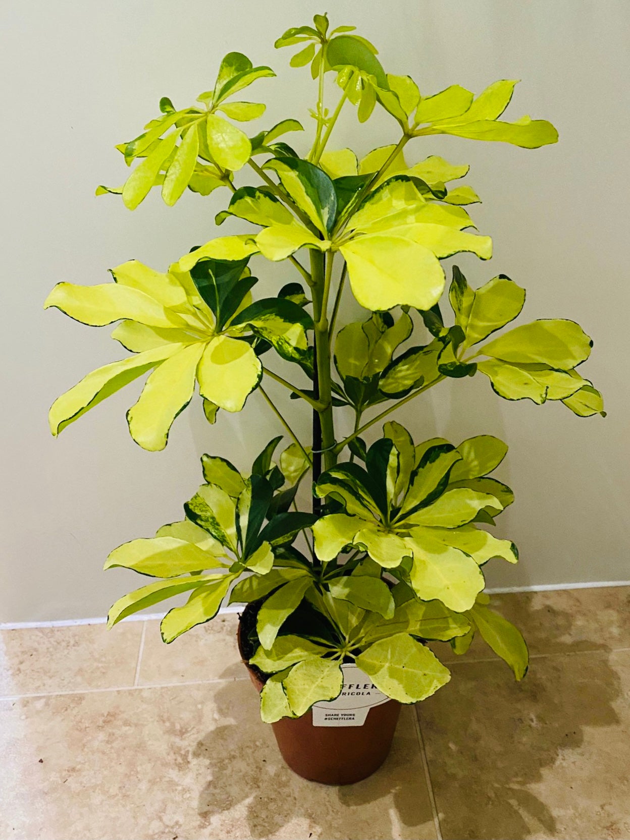 Schefflera Charlotte in a 13cm pot Cassandra's Plants