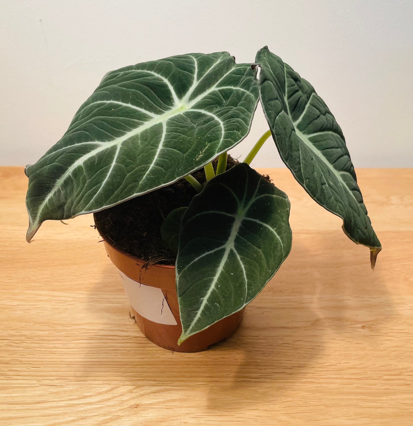 Alocasia Black Velvet 12cm Pot Cassandra's Plants