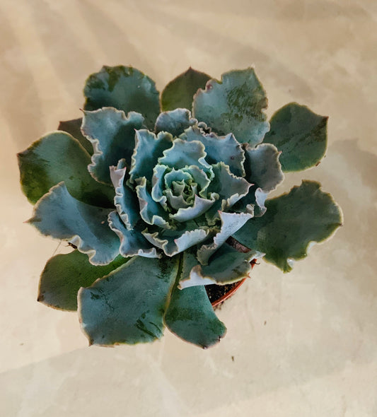 Echeveria Shaviana Succulent in 5.5cm Pot Cassandra's Plants