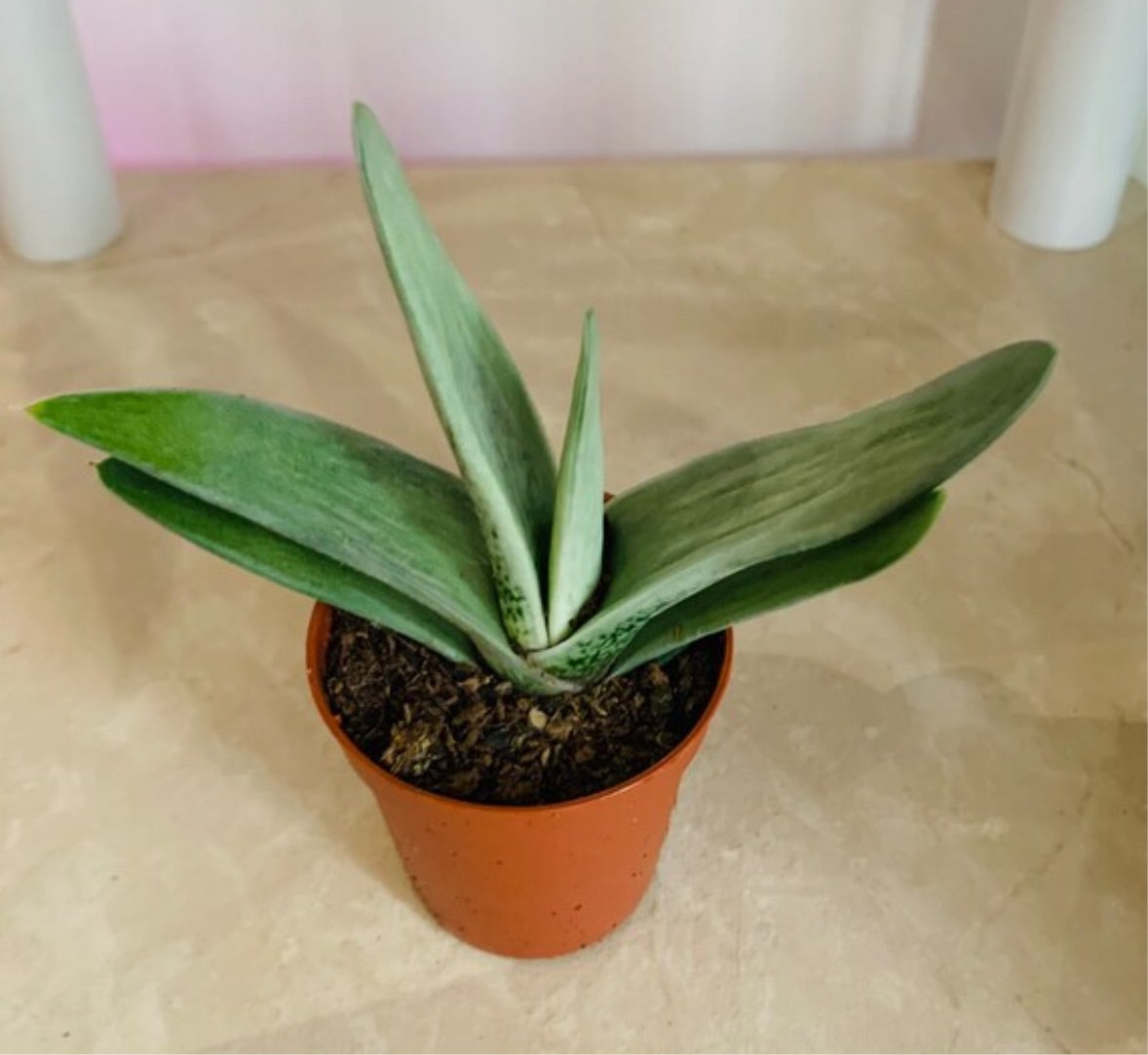 Gasteria Gracilis Succulent in 5.5cm Pot Cassandra's Plants