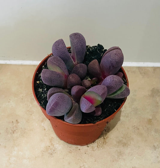 Pleiospilos Nelii Royal Flush Split Rock in 7cm pot Cassandra's Plants