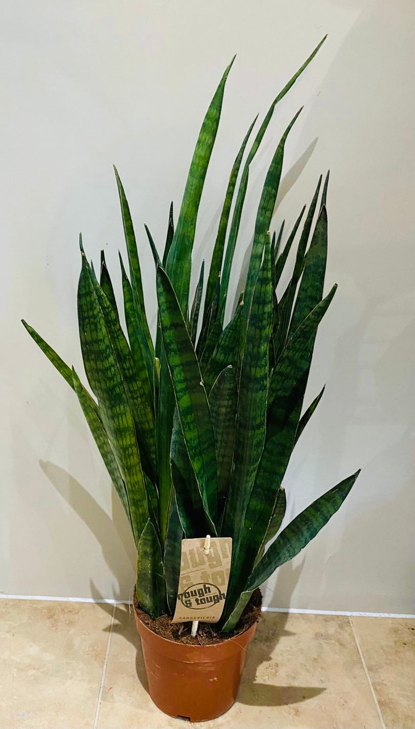 Sansevieria Aubrytiana Ayo Crown in a 14cm pot Cassandra's Plants