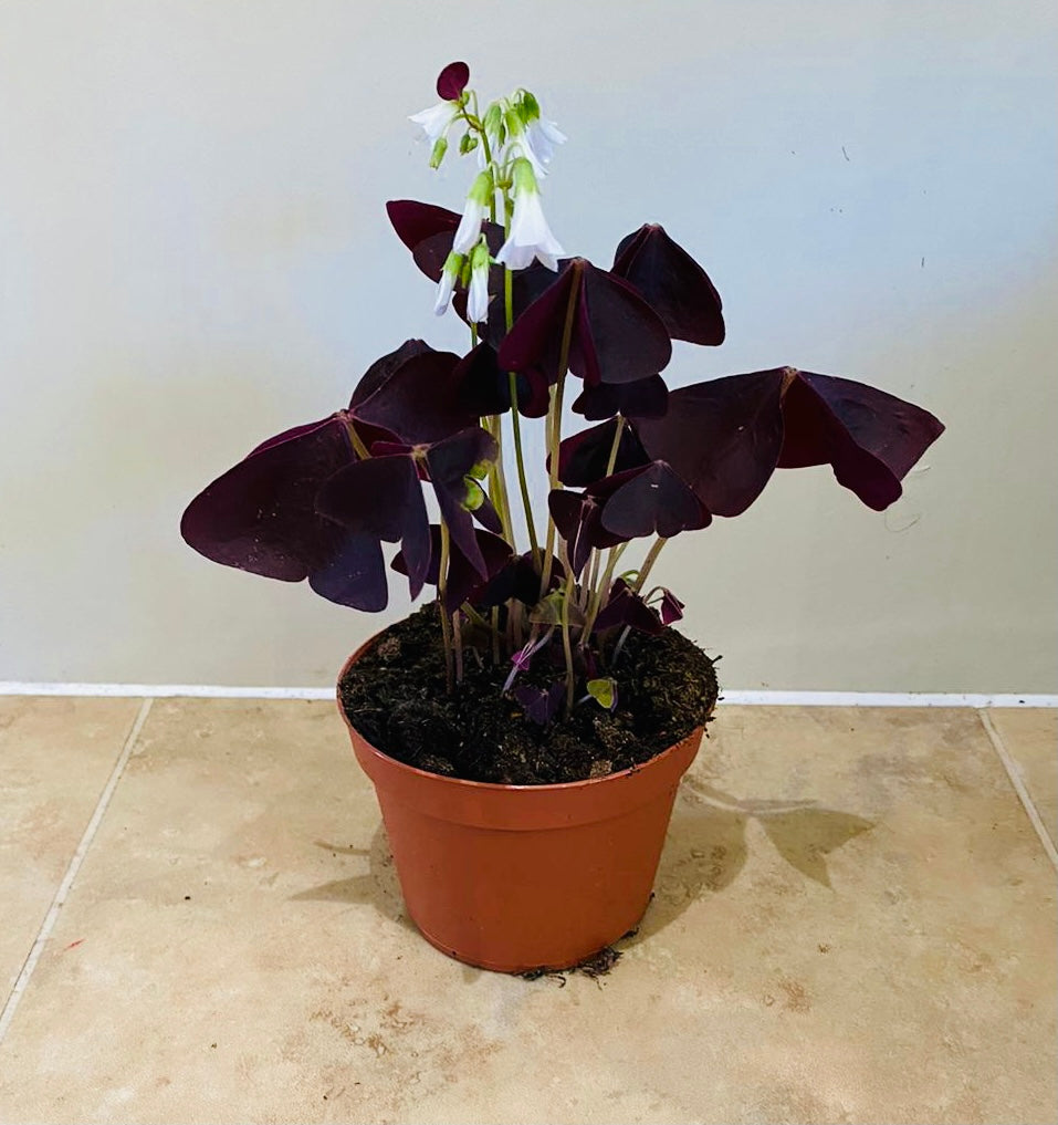 Oxalis Triangularis Purpurea in a 10.5cm pot Cassandra's Plants