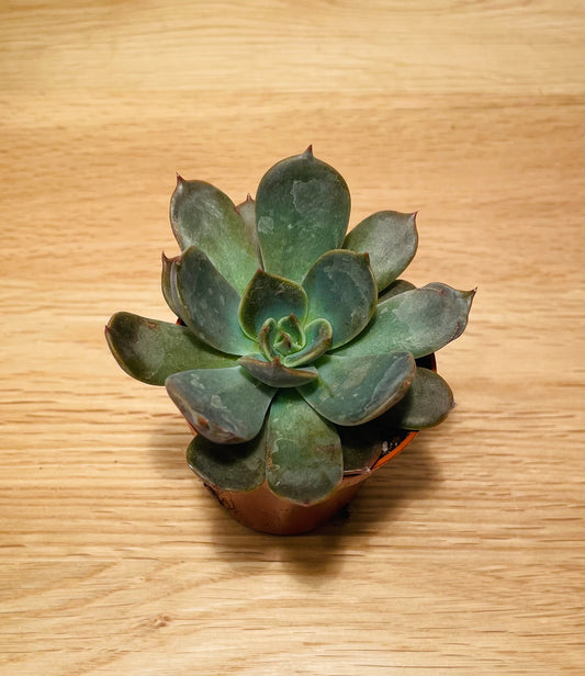 Echeveria Marrom in 5.5cm Pot Cassandra's Plants