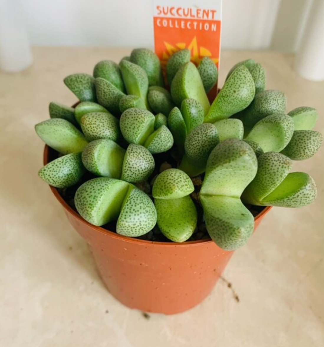 Pleiospilos Nelii Split Rock in 8.5cm pot Cassandra's Plants