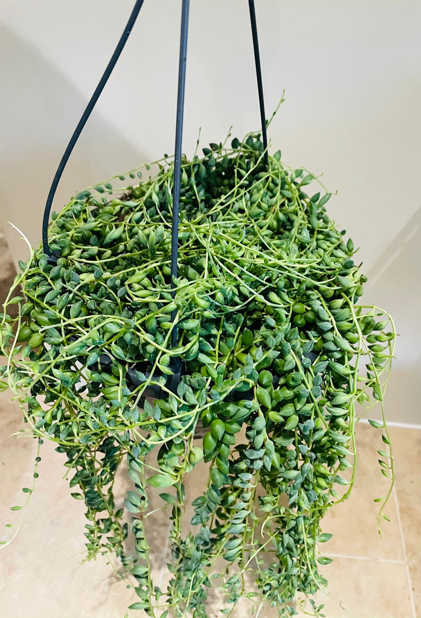 Senecio Herreianus String of Tears