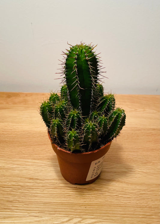 Euphorbia Fructicosa in a 8cm pot Cassandra's Plants