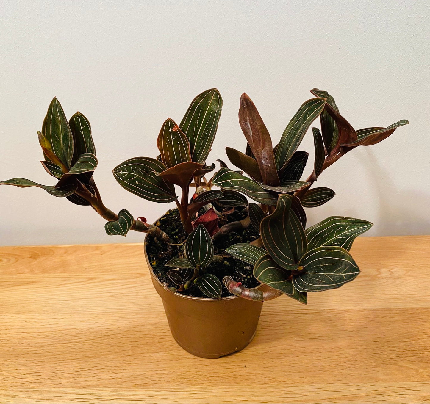 Ludisia Discolor Jewel Orchid in a 12cm pot Cassandra's Plants