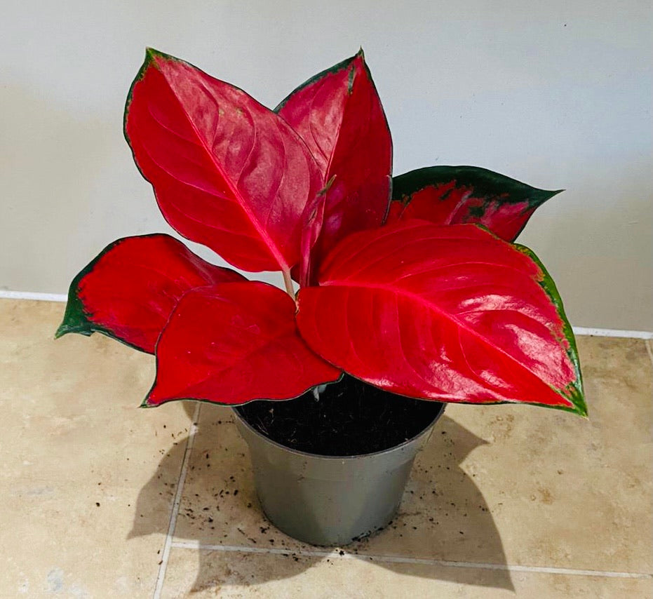 Aglaonema Anyamanee Red 12cm Pot Cassandra's Plants