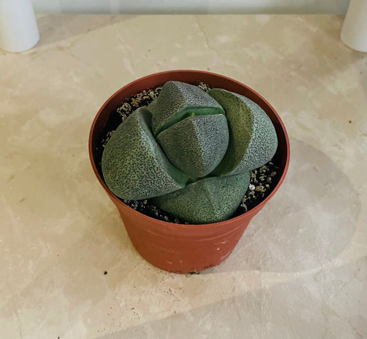 Pleiospilos Nelii Split Rock in 8.5cm pot Cassandra's Plants