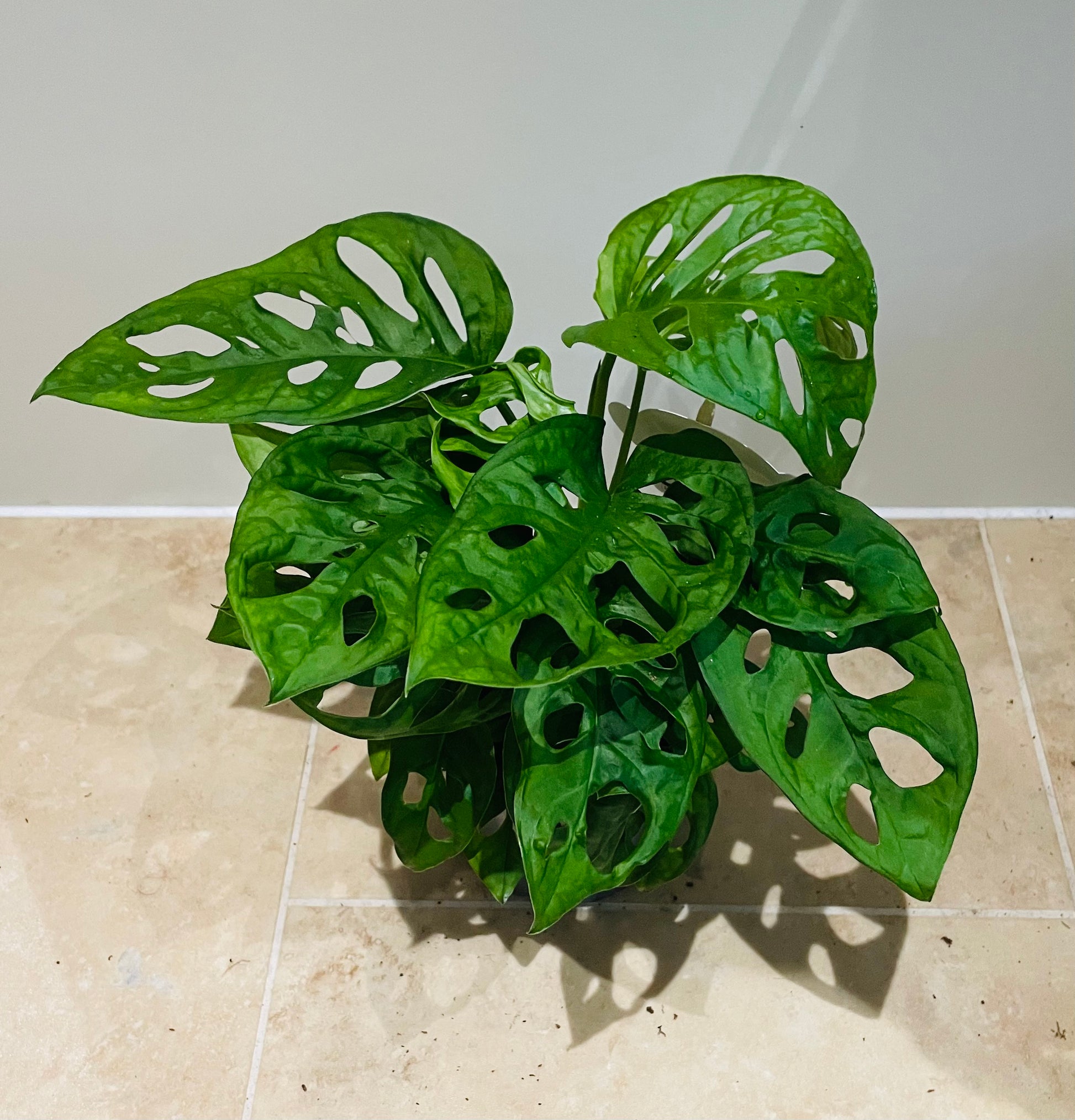 Monstera Adansonii in a 12cm pot Cassandra's Plants