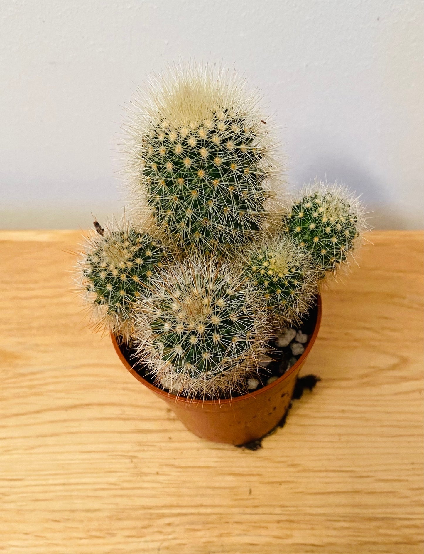 Mammillaria Pilcayensis