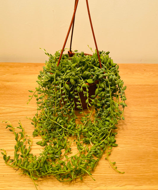 Senecio Herreianus String of Tears