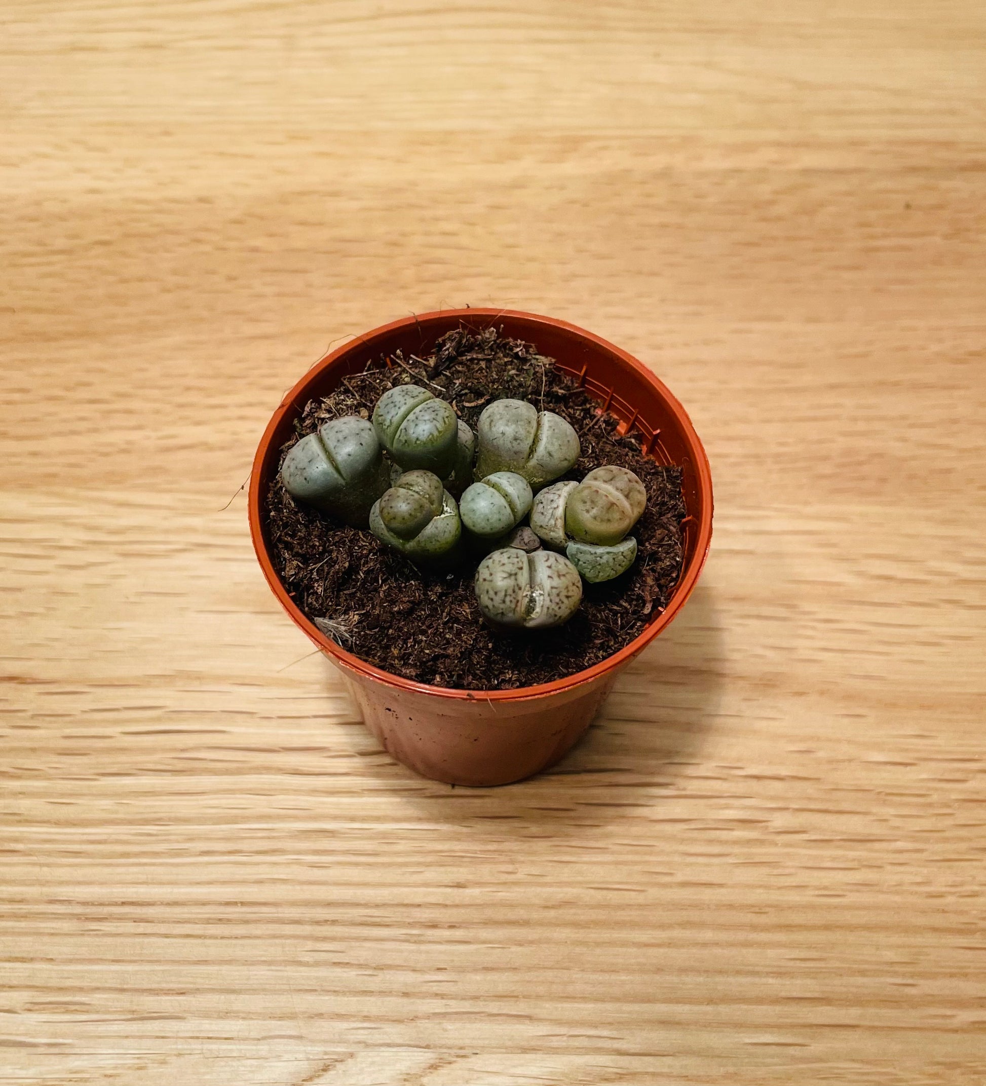 Lithops Salicola mix Cassandra's Plants