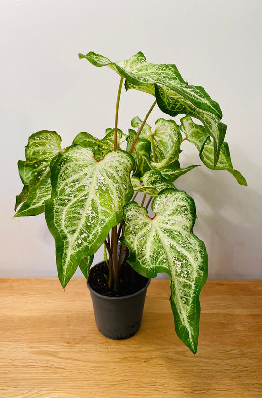 Caladium White Diamond 12cm Pot Cassandra's Plants