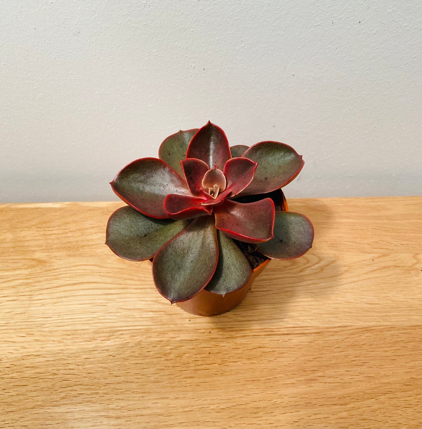 Echeveria Magic Pearl Succulent in a 8.5cm Pot Cassandra's Plants