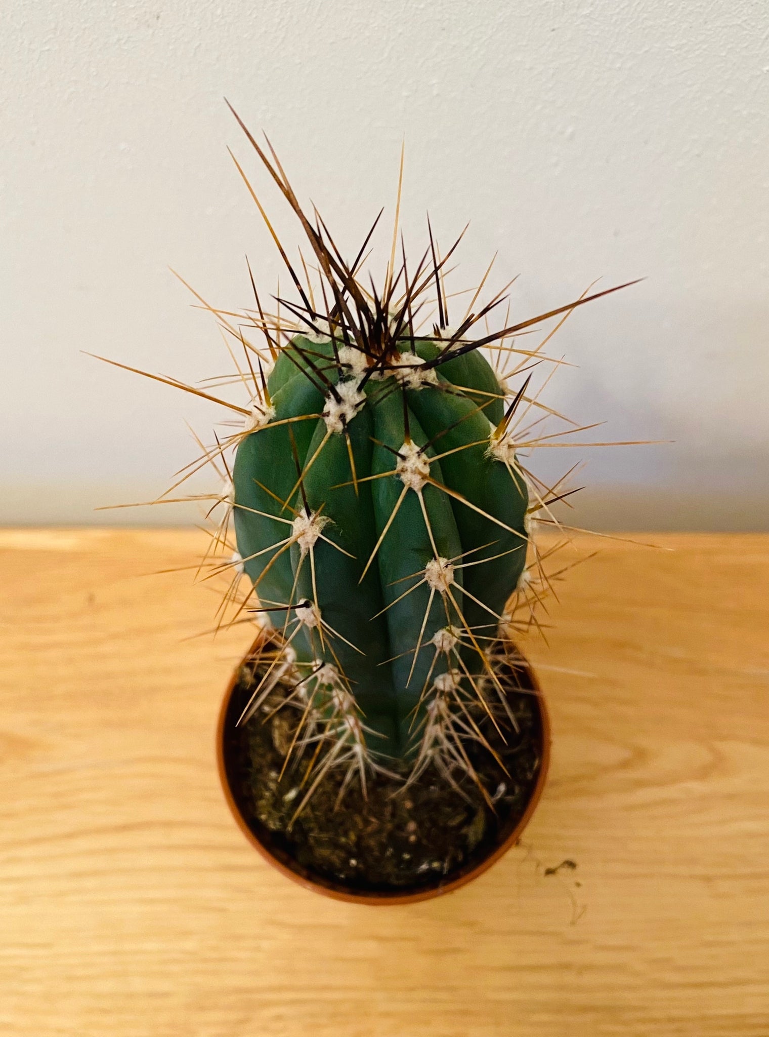 Stetsonia Coryne Cactus in 5.5cm Pot Cassandra's Plants