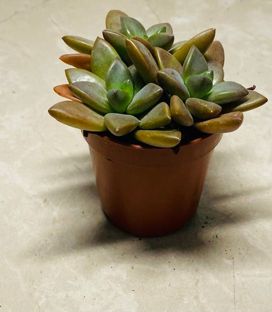 Graptosedum Vera Higgins Succulent in 5.5cm Pot Cassandra's Plants