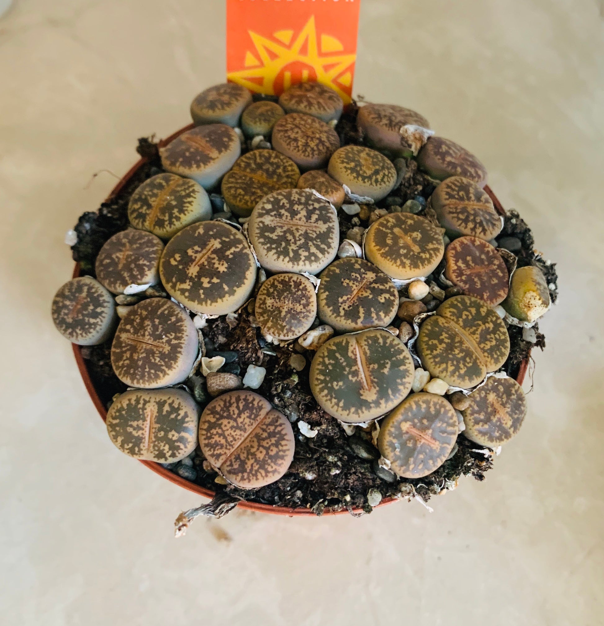 Lithops Aucampiea Cassandra's Plants