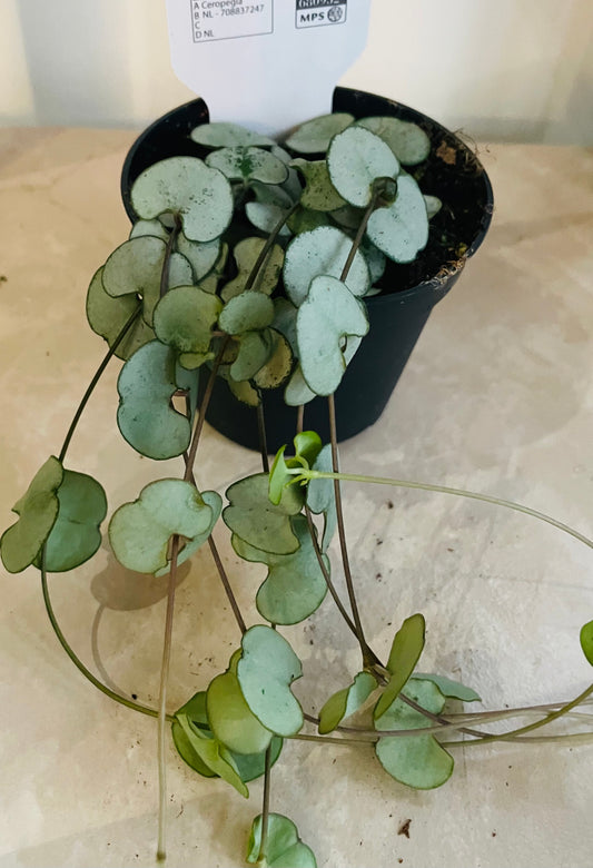 Ceropegia Woodii String of Hearts ‘Silver Glory’ 7cm Pot Cassandra's Plants