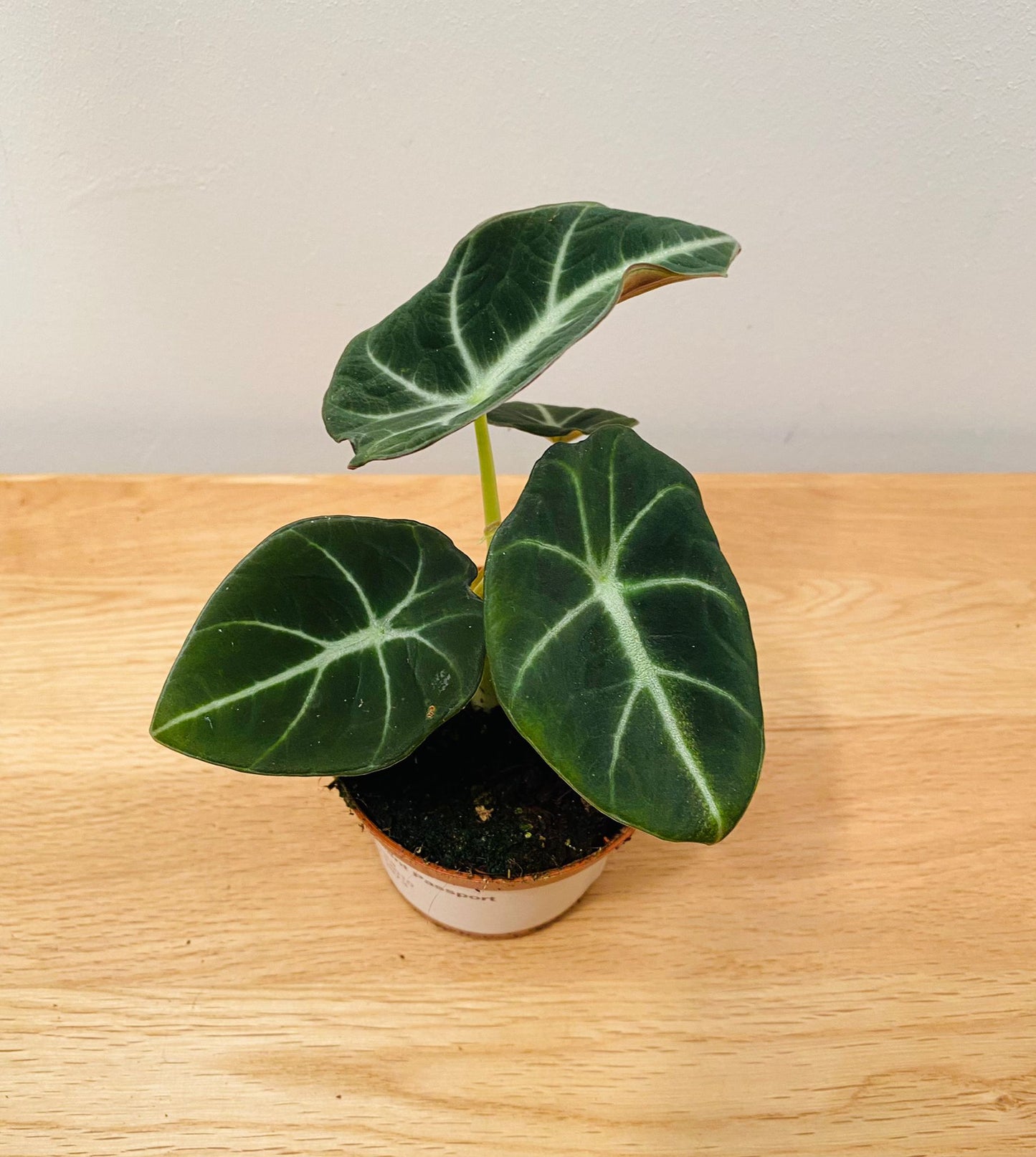 Alocasia Black Velvet 7cm Pot Cassandra's Plants