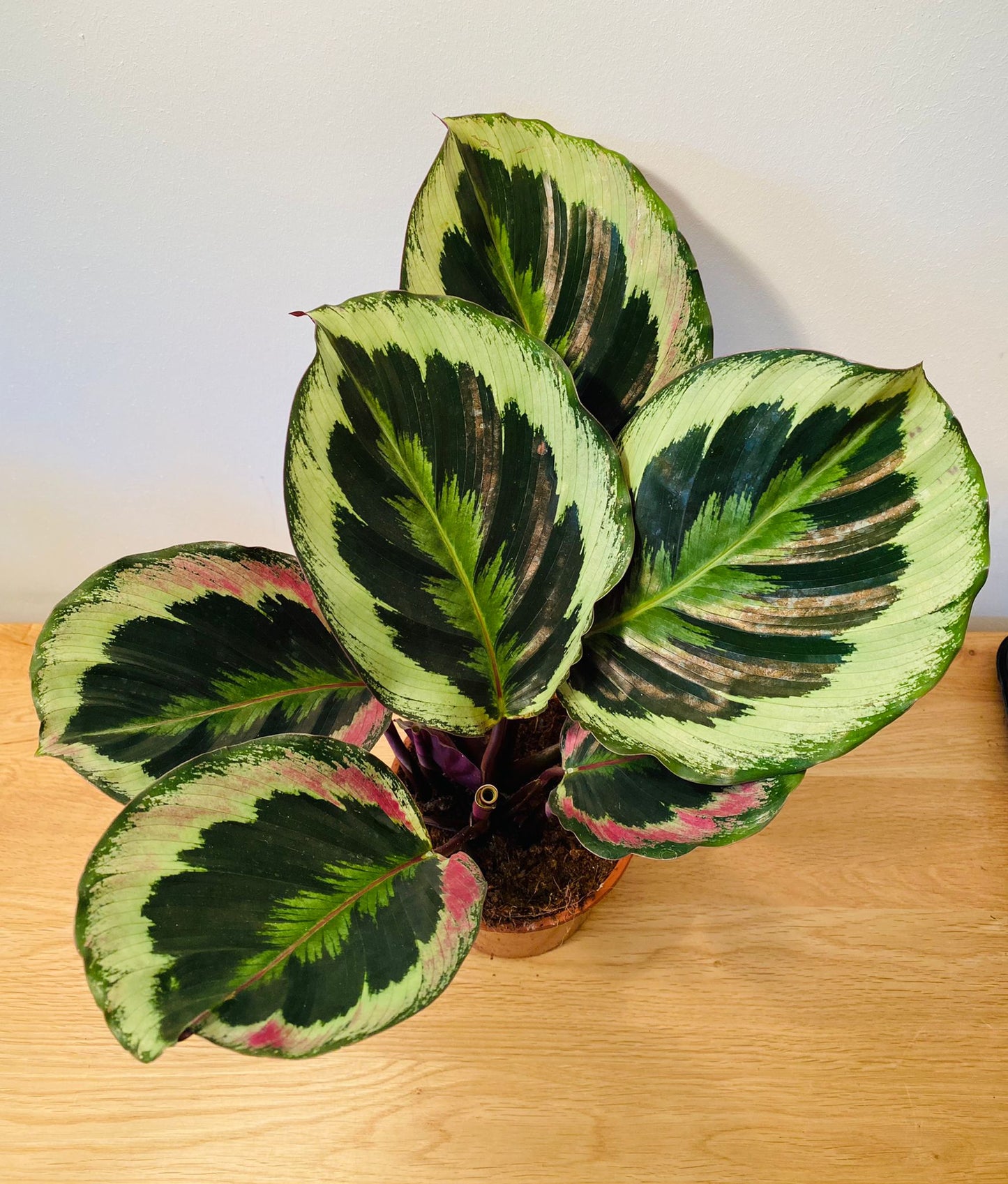 Calathea Shine Star 12cm Pot Cassandra's Plants