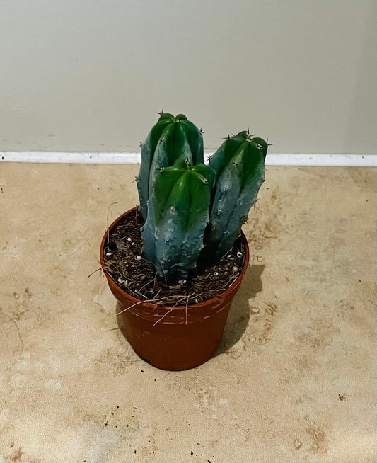 Myrtillocactus Geometrizans Cactus in a 5.5cm pot Cassandra's Plants