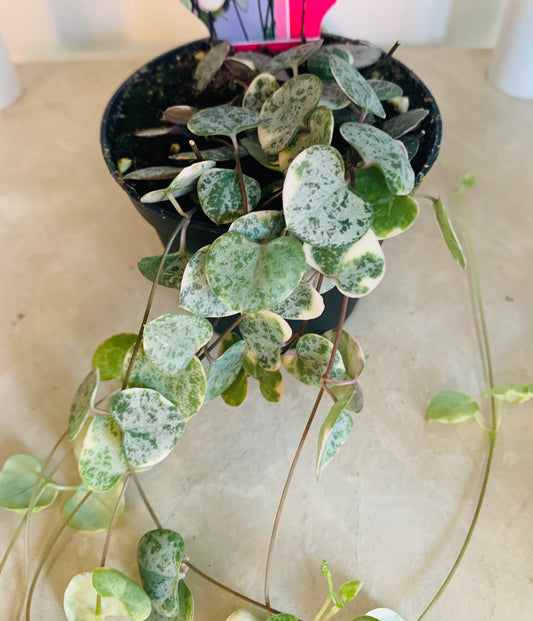 Ceropegia Marlies Variegated String Of Hearts 8cm Pot Cassandra's Plants