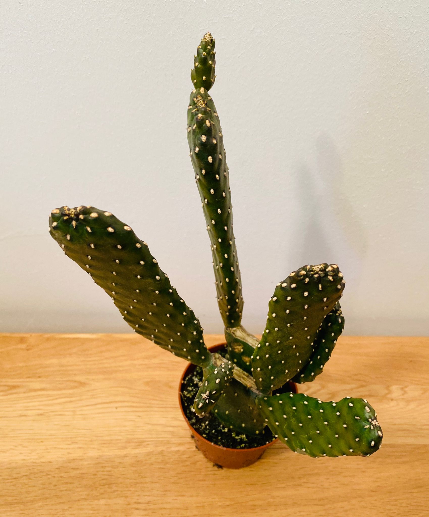 Opuntia Consolea in a 9 cm pot Cassandra's Plants