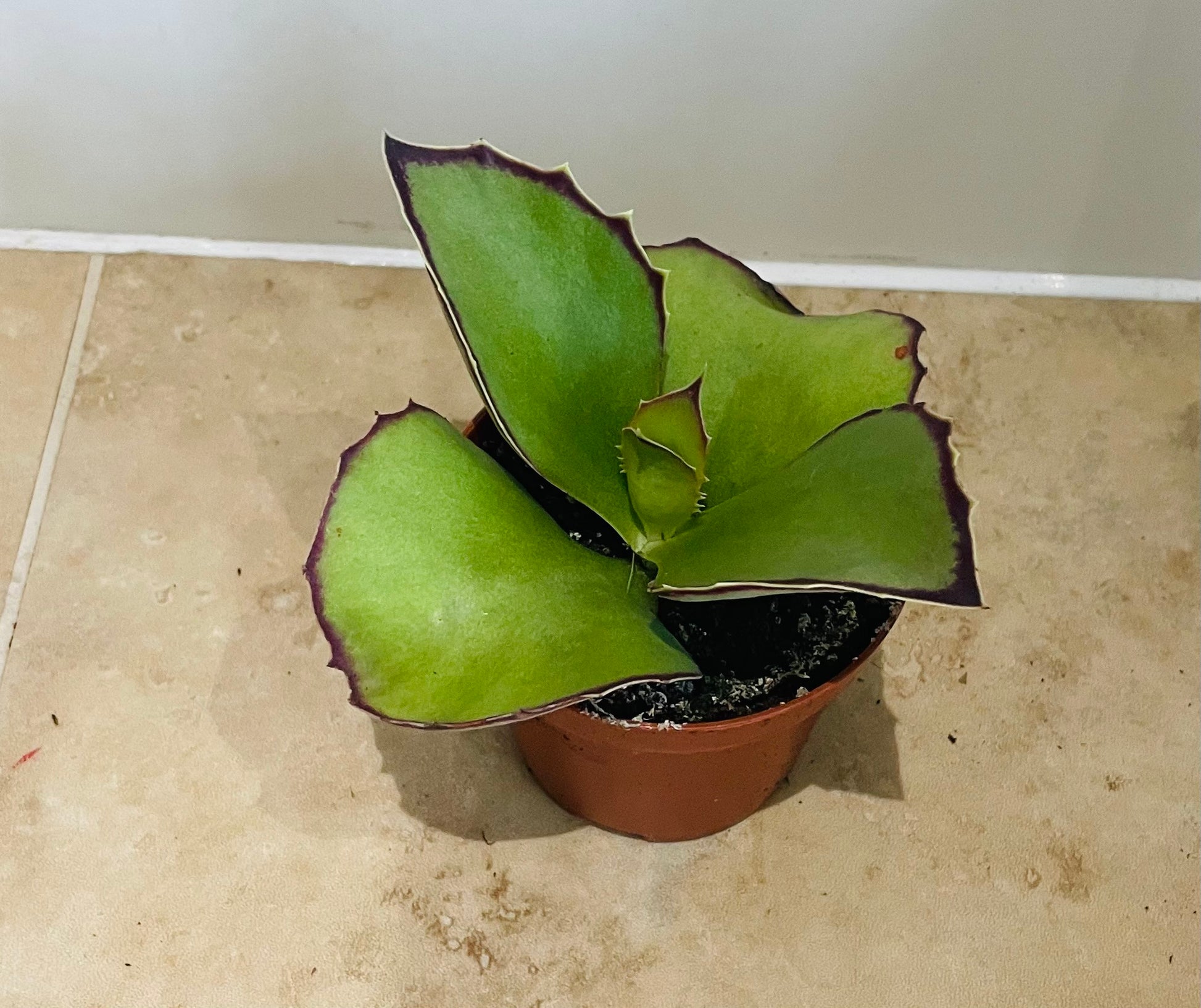 Kalanchoe Synsepala in a 9cm pot