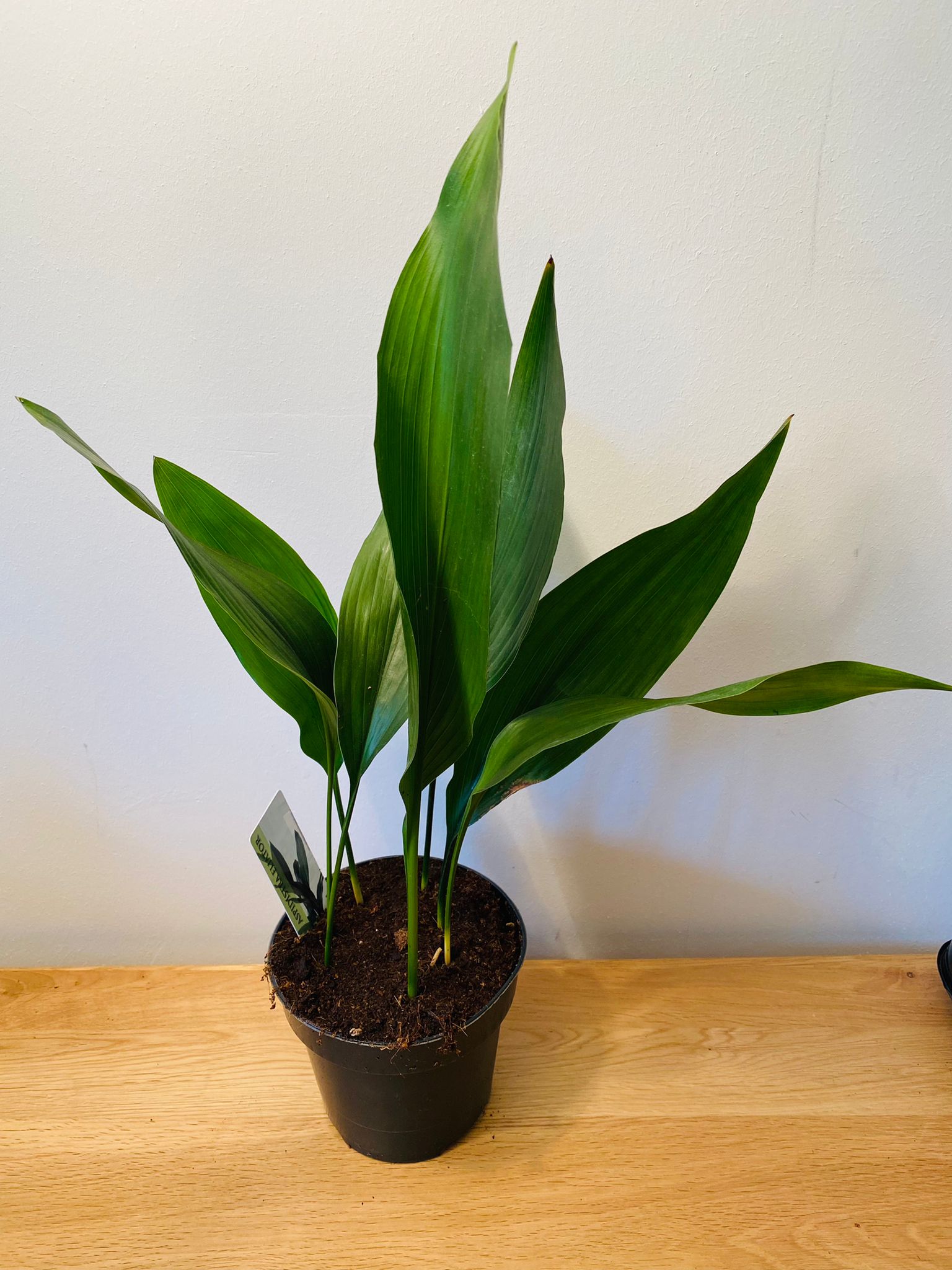 Aspidistra Elatior Cast Iron Plant 12cm Pot Cassandra's Plants