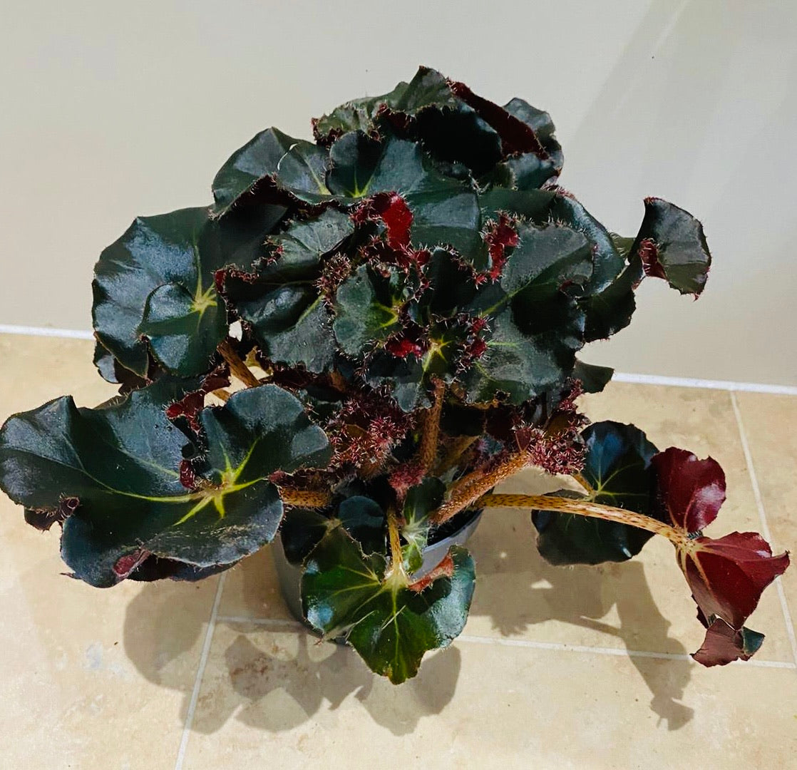 Begonia Erythrophylla Black Jungle 13cm Pot Cassandra;s Plants