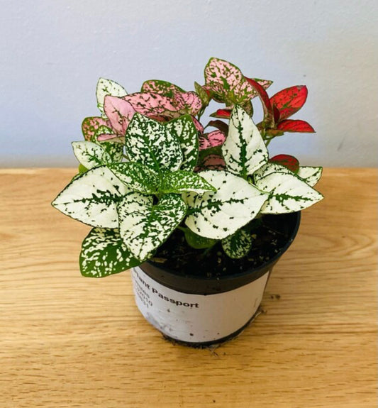 Hypoestes Mixed Polka Dot Plant