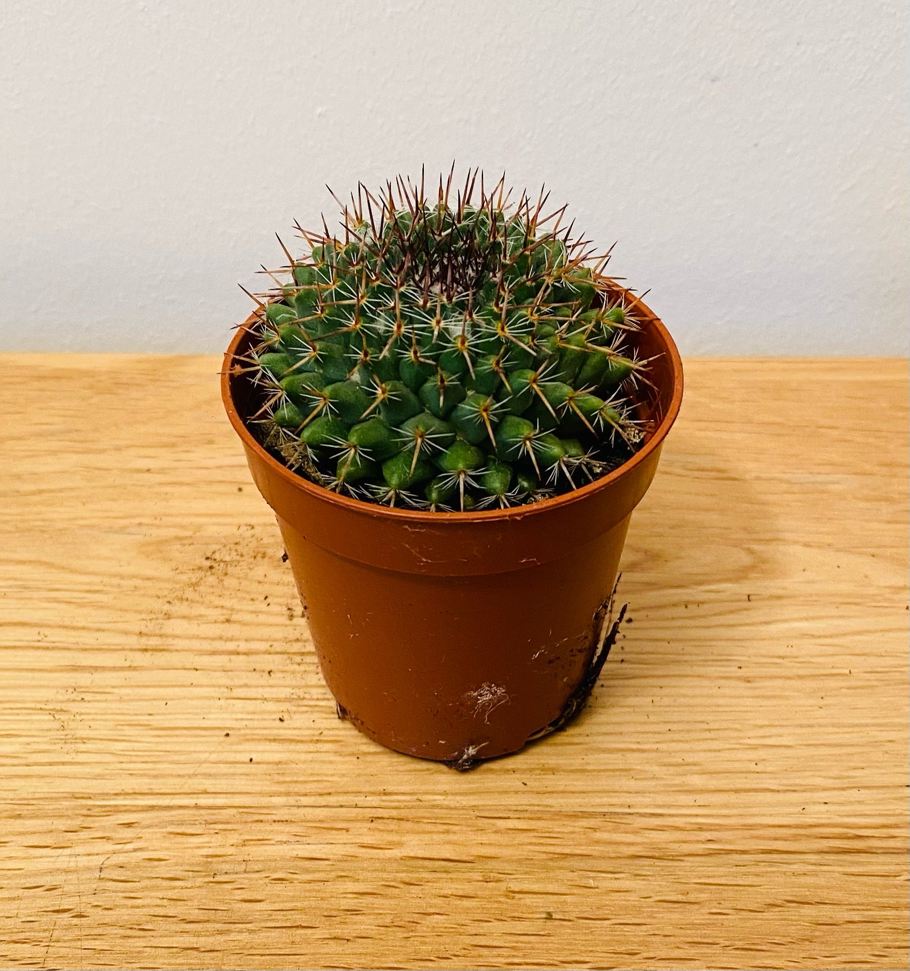 Mammillaria Melanocentra Cactus in 5.5cm Pot Cassandra's Plants