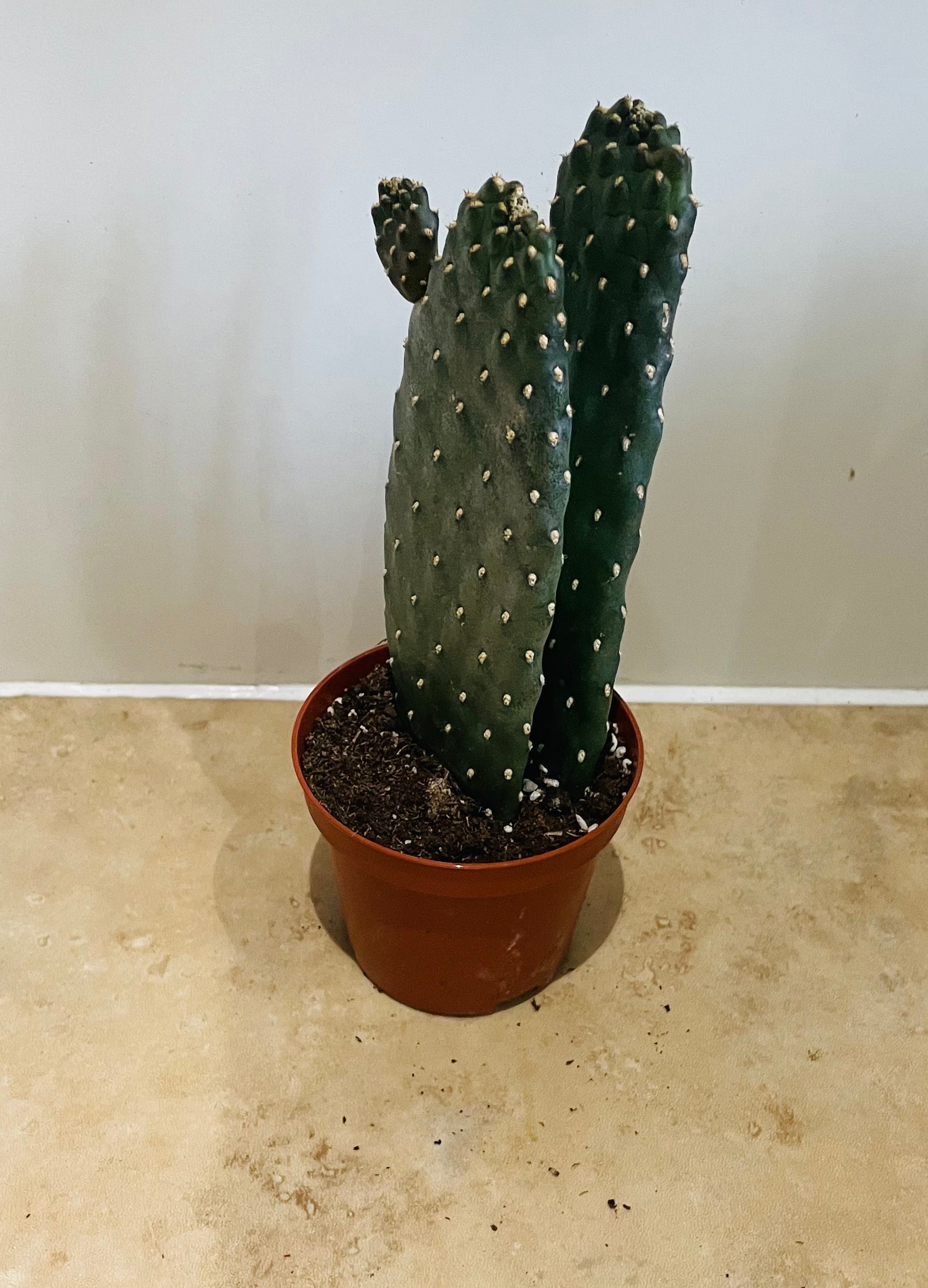 Opuntia Consolea in a 9 cm pot Cassandra's Plants