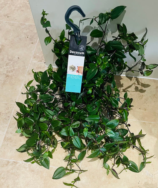 Tradescantia Fluminensis Green Hill In a 17cm Hanging pot Cassandra's Plants