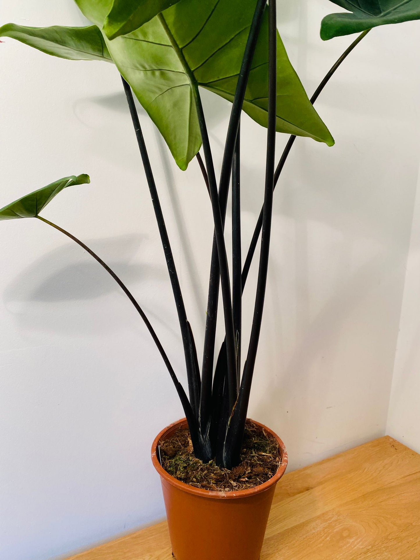 Alocasia Zebrina "Black Stem" 19cm Pot Cassandra's Plants