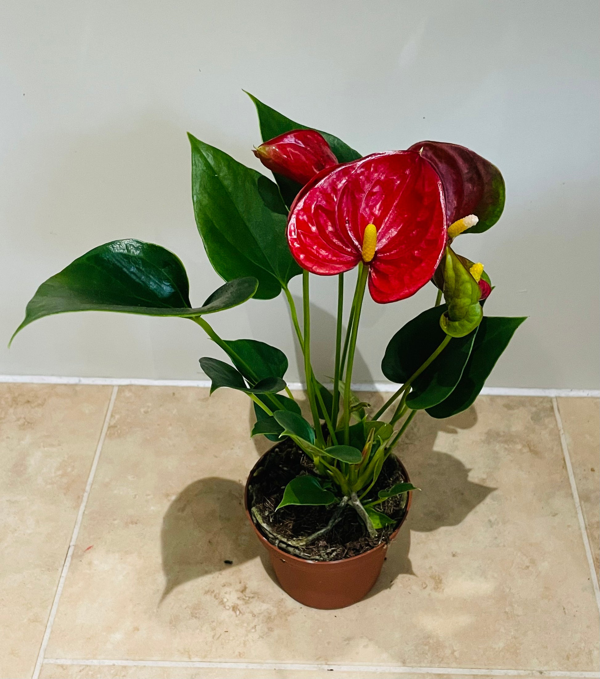 Anthurium Adraeanum Red Flamingo Flower Plant in a 7cm pot Cassandra's Plants