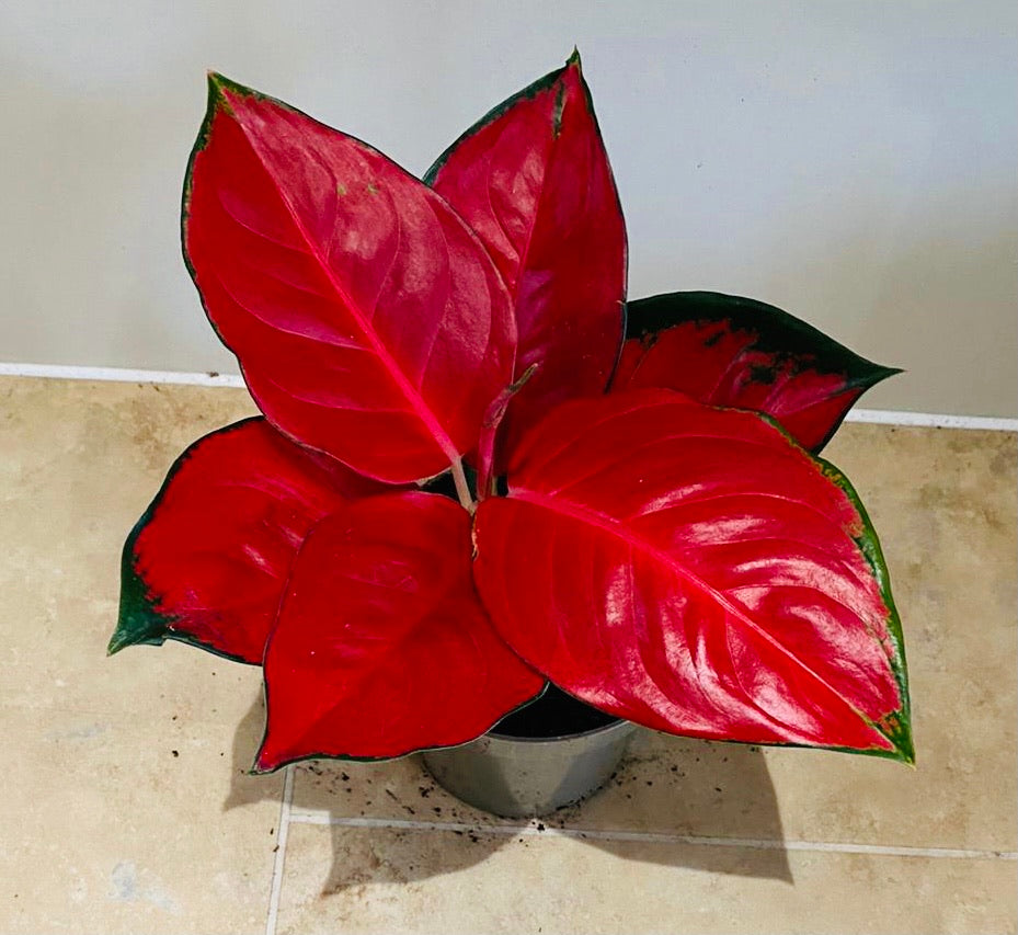 Aglaonema Anyamanee Red 12cm Pot Cassandra's Plants