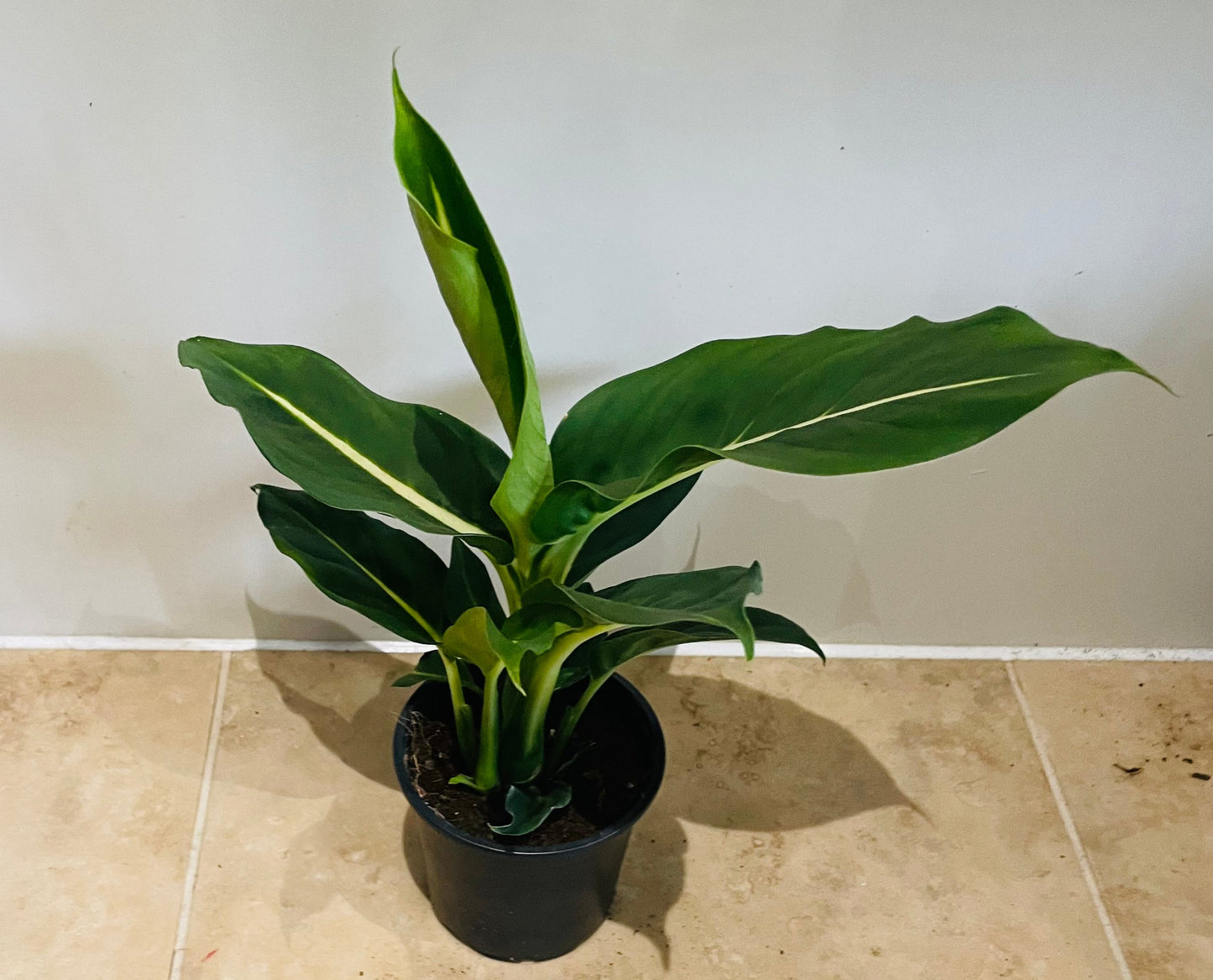 Dieffenbachia Green Magic