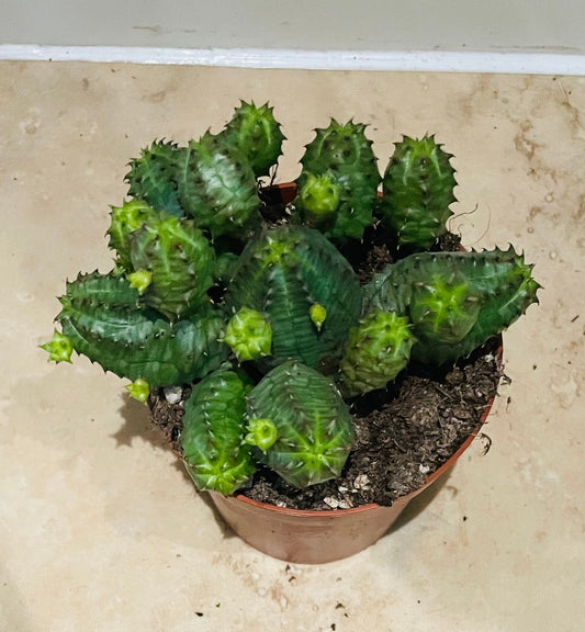 Euphorbia Globosa in a 8.5cm pot Cassandra's Plants