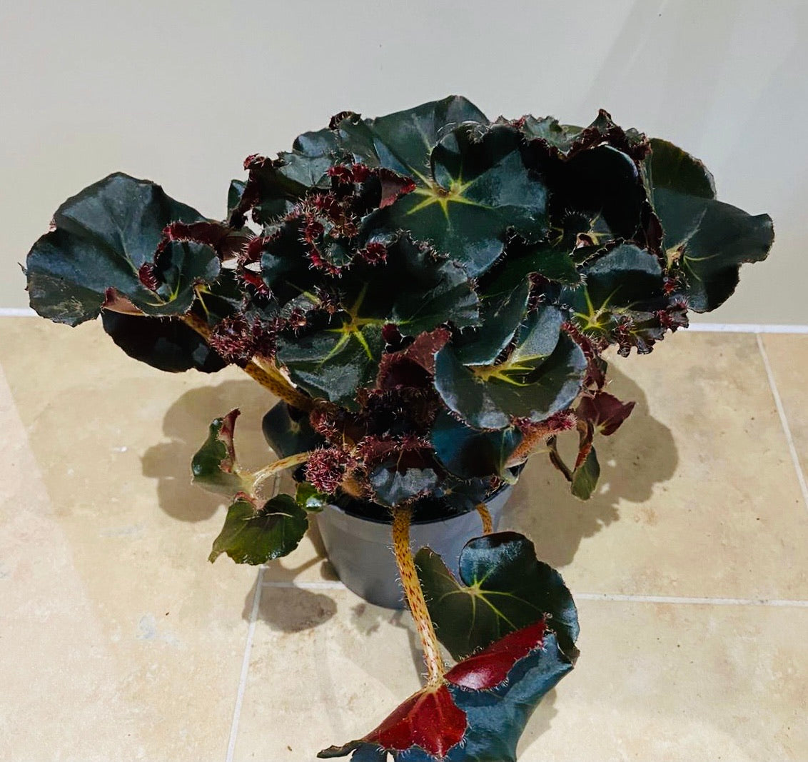 Begonia Erythrophylla Black Jungle 13cm Pot Cassandra;s Plants