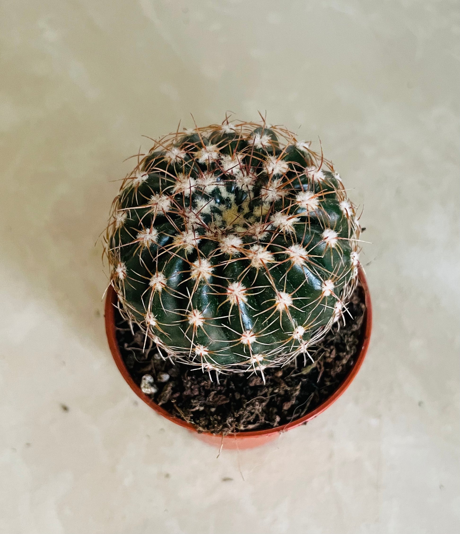 Parodia Werneri in 5.5cm Pot Cassandra's Plants