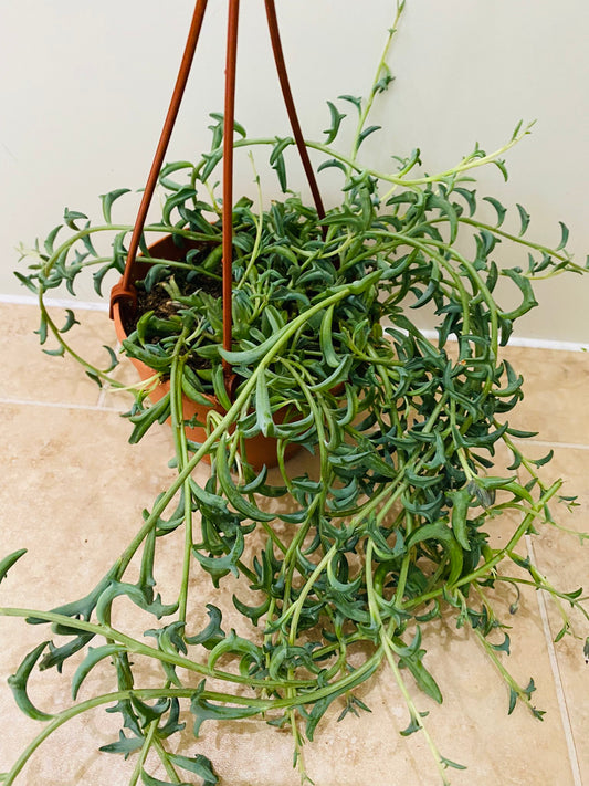 Senecio Peregrinus String of Dolphins Cassandra's Plants