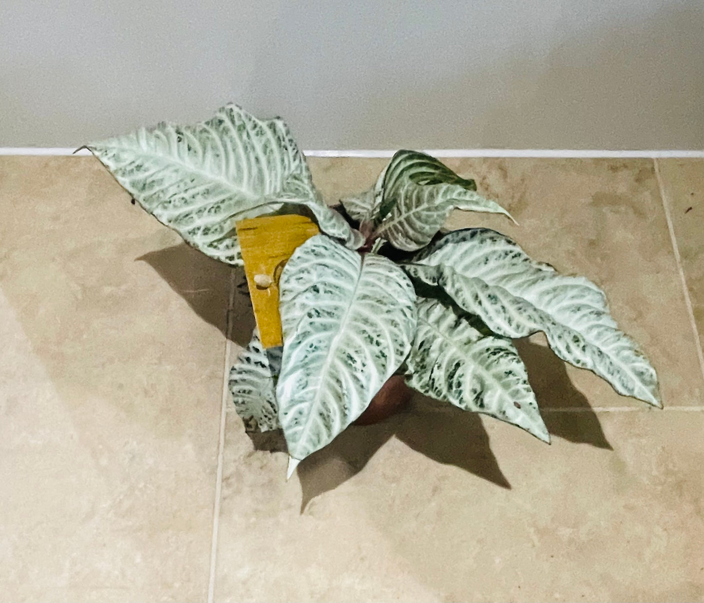 Aphelandra Squarrosa White Wash 12cm Pot Cassandra's Plants