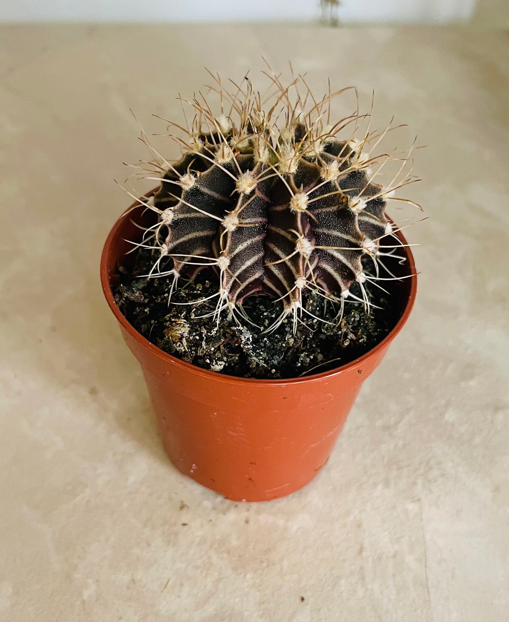 Gymnocalycium Mihanovichii Cactus in 5.5cm Pot Cassandra's Plants